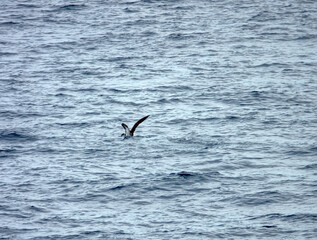 Tropical seas. Views of the Bali Sea from the ship in winter,summer in the southern hemisphere. Indonesia. Brown booby (Sula leucogaster) flies fishing