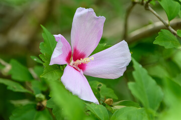 Pink hibiscus flower blooming in summer garden