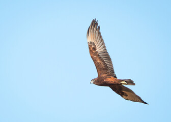 Swamp Harrier in Flight
