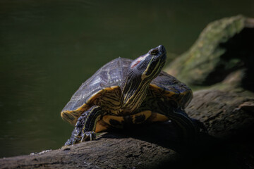 Close-up of a red-eared slider turtle lying on a wooden log in the water, basking on a sunny summer day and looking toward the camera lens, with a dark green background and copyspace.