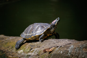 Obraz premium A red-eared slider turtle lies on a wooden log in the water, basking on a sunny summer day, perpendicular to the camera lens.