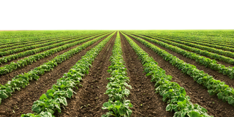 Rows of fresh green vegetable plants growing on farmland field, isolated on transparent cutout background