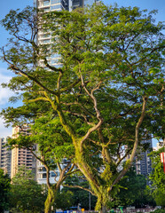 Singapur Ahagi Ein immergrüner hoher Baum aus der Familie der Euphorbiaceae
