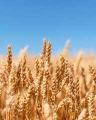 Fototapeta premium A golden field of wheat stretches under a clear blue sky, showcasing the beauty of rural agriculture and nature's bounty.