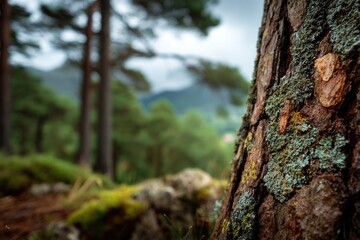 Obraz premium Close-up of weathered pine tree trunk in a misty forest. Blurred background of lush greenery and distant mountains