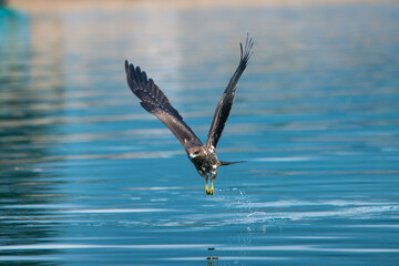 eagle in flight