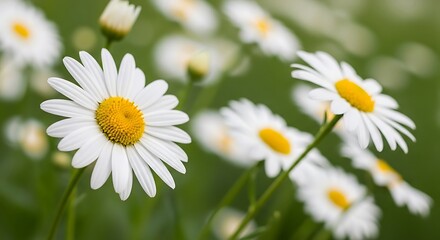 Fototapeta premium White Daisies in a Field.
