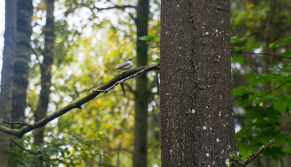 A nuthatch bird on a tree trunk