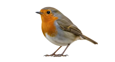 Fototapete Rund Vogel Isolated Robin Bird  © Maria