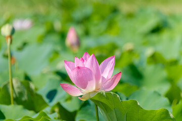 Pink lotus flower blooming in summer sunlight