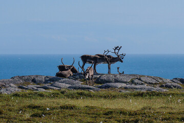 Reindeers in the northern Norway © Pawel 