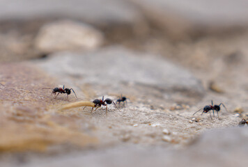 Pair of ants exploring rough surface in macro close-up