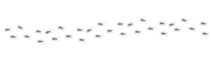 Ant trail. Walking group of black insects. Line of worker ants marching in search of food. Curve footpath of home pest isolated on transparent background. Vector