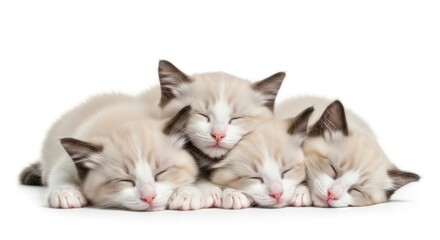 Four sleeping kittens with lightcolored fur and dark ears piled together against a white background