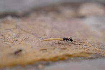 Ant carrying a small twig across sandy ground