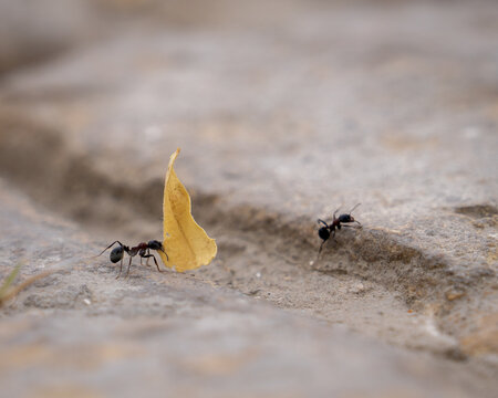Black ant walking on sandy ground carrying a crumb
