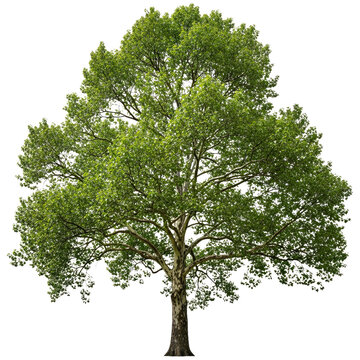 Isolated American Sycamore Tree with Broad Canopy and Sturdy Trunk