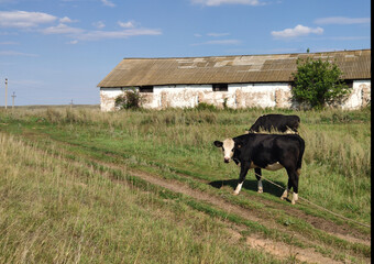 Cattle grazing on a green lawn. Pasture for cows. A cow is walking on a leash, looking at the camera in front of an old barn. Horizontal photo of a rural scene.