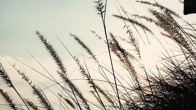 Feather Grass slow motion. White grass flowers sway gently in the breeze by warm sunlight. Soft focus background of trees and water enhances the tranquil natural outdoor scene. Close up background.