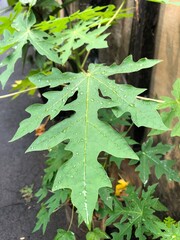 Close-up of a fresh green papaya leaf with water droplets.