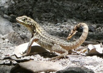 A Whiptail Lizard on a Rocky Surface