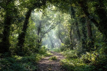 Sunlight filters through lush green forest path