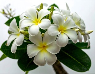 Fototapeta premium Close-up of white plumeria flowers