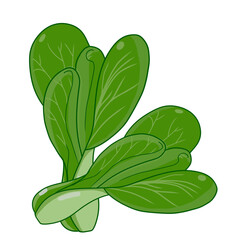 Watercolor splash of bok choy, isolated on a white background