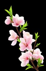 Pink Plum Blossoms and Branches Against Black Background