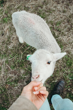 fluffy lamb sucking on finger