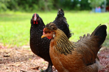 free range chicken