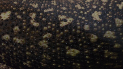 Surface of Mexican beaded lizard (Heloderma horridum) skin
