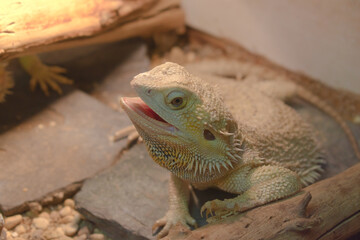 Portrait of central bearded dragon (Pogona vitticeps)