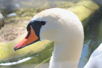 Mute swan (Cygnus olor) head