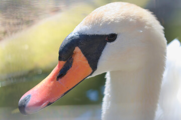 Mute swan (Cygnus olor) head