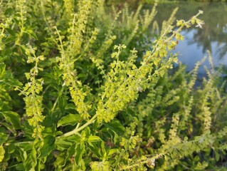Holy basil plant (Ocimum tenuiflorum) in outdoor garden	