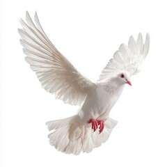 Fototapeta premium Majestic White Dove in Flight: A Symbol of Peace and Freedom , isolated on white background png