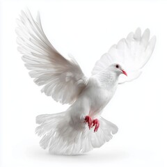 Obraz premium Majestic White Dove in Flight: A Symbol of Peace and Freedom , isolated on white background png