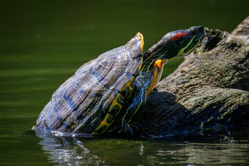 Close-up of a red-eared slider turtle climbs onto a wooden log from the water, perpendicular to the camera lens, on a sunny summer day.	
