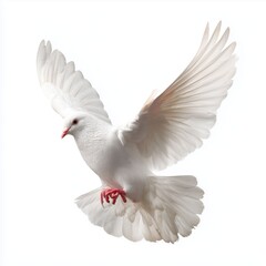 Obraz premium Majestic White Dove in Flight , isolated on white background png