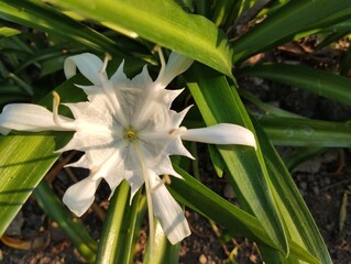 Obraz premium Beautiful white spider lily flowers (Hymenocallis littoralis) in outdoor garden, Top view 
