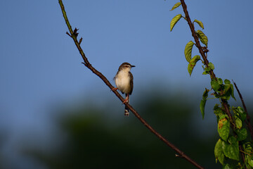 The Plain Prinia is a small, slender warbler with a plain brown upper body, a whitish-buff belly, and a long tail. It's known for its habit of flicking its tail up and down.