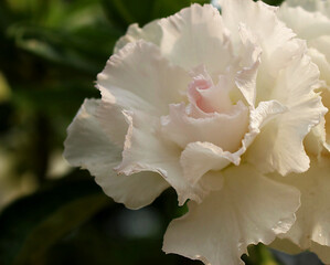 White desert rose flower Adenium obesum blooming close up with soft pink shade petals tropical ornamental plant photography