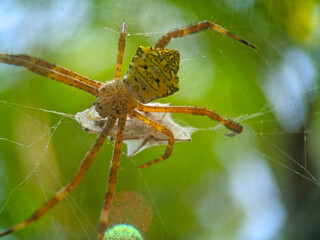 spider on a web