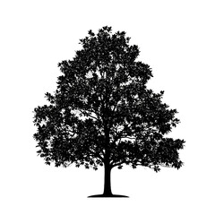 Silhouette of Single Magnolia Tree with Natural Leafy Canopy