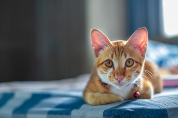 Close up of a cute ginger cat with bright eyes lying on a bed indoors, wearing a collar with a bell, symbolizing domestic pet, relaxation, friendship, and animal lifestyle in home environment. © ISENGARD