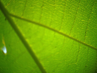 close up of green leaf
