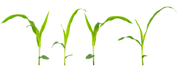 Young green corn plant isolated on transparent background. Fresh maize seedling with bright leaves and stem, symbol of agriculture, farming, growth, bio energy, organic food production. PNG File