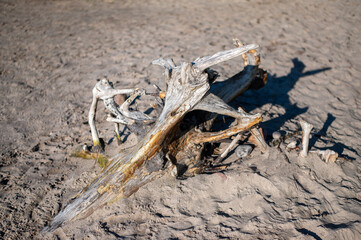 dead tree stump on the sand