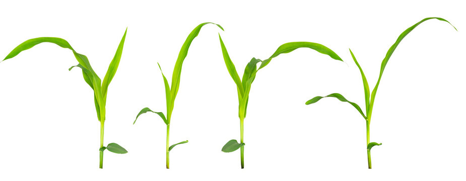 Young green corn plant isolated on transparent background. Fresh maize seedling with bright leaves and stem, symbol of agriculture, farming, growth, bio energy, organic food production. PNG File